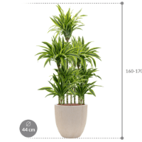 Dracaena fragrans 'Lemon Lime' in Baq Raindrop